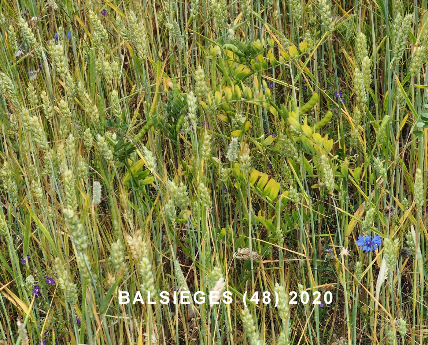 Vetch, Large-seeded plant